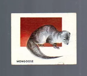 Tarjeta de Animales del Mundo # 165 - TOPPS (1951) Mangosta - Imagen 1 de 2