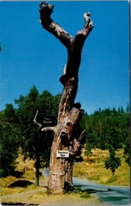 Hangman's Tree Highway 120 zum Yosemite Nationalpark Kalifornien Postkarte - Bild 1 von 2