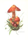 Mycology, fungi, parasitic fungi, cryptogamic disease...Antique Print..1964..087