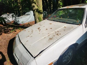Shelby Dodge Turbo Daytona Hood 87 88 89 90 91 - Picture 1 of 4