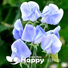 SWEET PEA - OLD SPICE - LIGHT BLUE - 35 SEEDS - Lathyrus - Scented flower seeds