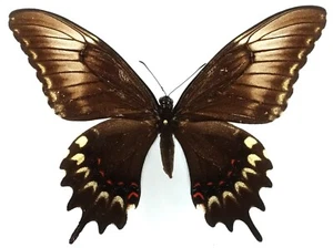 PAPILIO ASTYALUS ASTYALUS FORMA ŻEŃSKA SUFFUSA Z PARAGWAJU - Zdjęcie 1 z 2