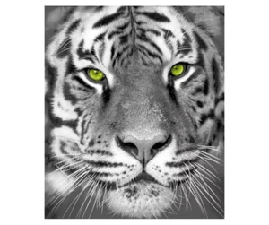 NEW White Tiger Print Superweight Plush Raschel Throw Blanket 50 x 60 inches - Picture 1 of 4