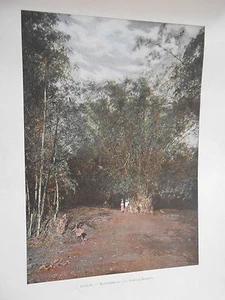 La Martinique - Forêt de Bambous végétation Photochromie Gravure fin 19ème - Imagen 1 de 1