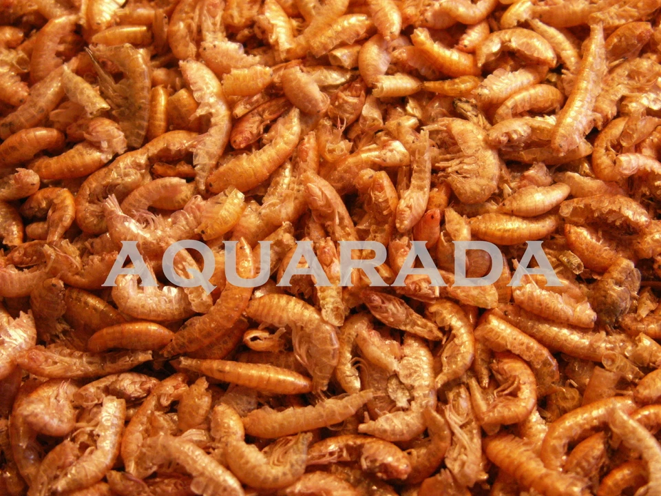 Bachflohkrebse.Gammarus.Schildkrötenfutter.Koifutter. 1000ml Fischfutter Koi - Bild 1 von 1