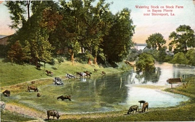 Antique Louisiana Postcard SHREVEPORT Watering Stock Farm c1910 - Image 1 of 2