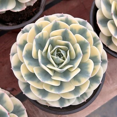 5.5'' Echeveria Lenore Dean, Live Succulent Plants,Rare Plants - Image 1 of 4