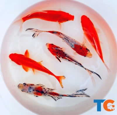Goldfish Pond Pack #3 For Sale - Includes Live Shubunkins & Comets | Toledo Gold - Image 1 of 4