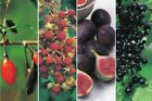 Exotische Beerenobst-Pflanzen - 4 verschiedene Sorten in einem Paket Goji-, ...