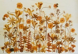 PRESSED FLOWER COLLAGE FLORAL GARDEN FOLIAGE BOTANICAL PETALS NATURE PURITY - Picture 1 of 1