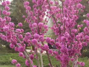15 Semillas del Arbol de Judas (Cercis siliquastrum) - Imagen 1 de 3