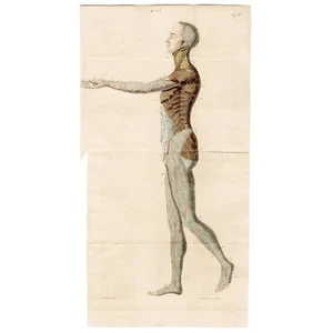 SCARCE 1829 RICHTER ANATOMICAL grande incisione a foglia pieghevole colorata a mano - Foto 1 di 6