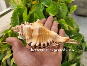 Original Ganesh Shankh Conch with brass Stand Home Pooja Ganesha Shell - 5" - Picture 1 of 3