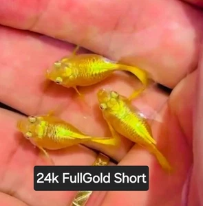 Rare High Grade 24k fullGold short body Guppies - 1 pair - 1M/1F - usa seller - Picture 1 of 3
