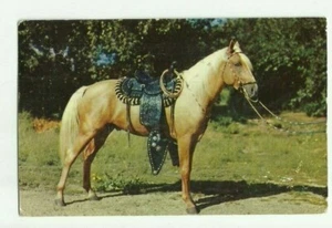 1961 real photo postcard,Prize Palomino, gorgeous horse, nice leather saddle - Picture 1 of 2