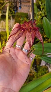Bulbophyllum Rothschildianum Mature Blooming Sized Orchid - Picture 1 of 5