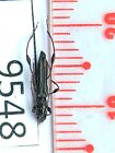 9548**owady Cerambycidae z Vietnam Central**