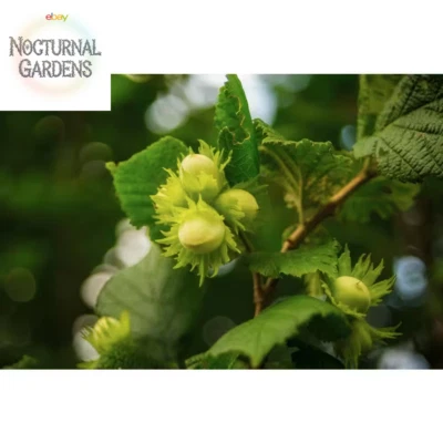 Jefferson Hazelnut Tree Bare Root - Image 1 of 4