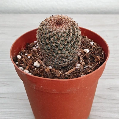 Cactus Plant - Mammillaria Matudae: Thumb Cactus - In 2" Pot - Image 1 of 2