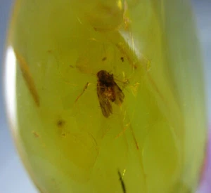 Fossil Amber Dominican Insect Green Bead Authentic Caribbean Stone (3.1g) #1249 - Picture 1 of 9