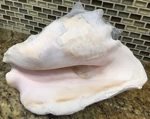 Vintage Large 8" Sun Bleached Coral Look Horned Conch Seashell Sea Shell - Picture 1 of 12