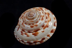 Sea shell - architectonica purpurata for deep water 45-m.m. f+++ - Picture 1 of 2
