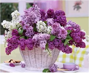MYARTDP Diamond Painting Kits Flowers for Adults, 5D Diamond Art Painting Kits F - Picture 1 of 12