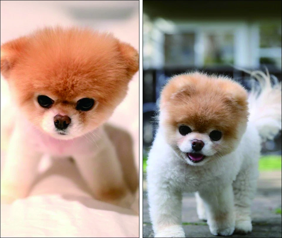 Funda Boo The World's Cutest Dog 27.5"x15.5" + Cojín Almohada Ambos Lados Impreso Foto 1 de 1