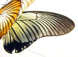 Unmounted Butterfly/Papilionidae - Papilio zalmoxis, FEMALE 1, EXTREMELY RARE! - Picture 1 of 6