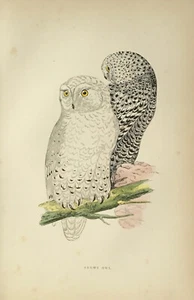 F. O. MORRIS - 4ª EDICIÓN - c. 1895 - BÚHO NEVADO - 29 - COLOREADO A MANO - Imagen 1 de 2