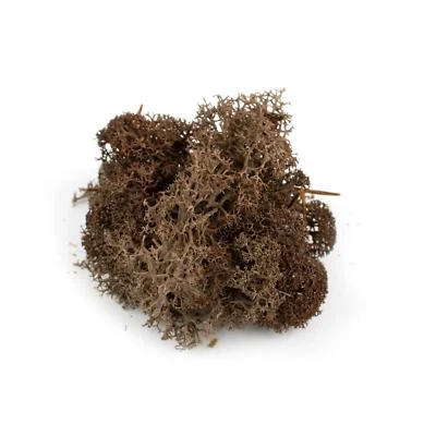 WWS Braune Lichen Modell Moos 60g - Flechte Laub Landschaft Baum Busch Hecke - Bild 1 von 4