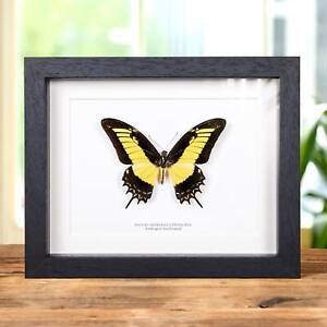 Androgeus Swallowtail Taxidermy Butterfly Frame (Papilio androgeus epidauras)