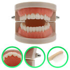 Toys Teeth Model with Toothbrush - Random Color Dental Study Supplies