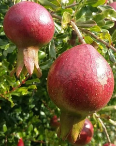 Punica granatum 'Wonderful', purple fleshed Pomegranate, flowering shrub, fruit - Picture 1 of 2