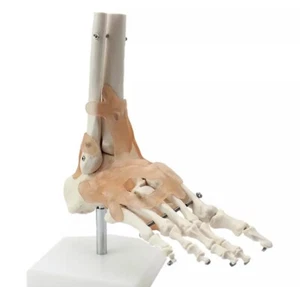 Human foot bone attached ligament model Orthopedic exercise system - Picture 1 of 5