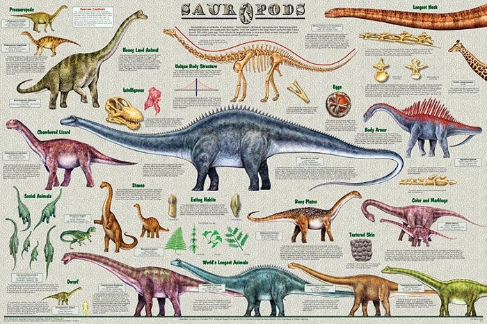 Sauropods 教育装饰图 恐龙海报 36 x 24 免运费 — 第 1/1 张图片