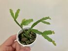 Schlumbergera russelliana 'Pedro do Sino' - Grafted Plant