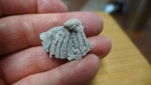 GEOLOGICAL ENTERPRISES Mississippian Fossil Crinoid, Phanocrinus formosus  - Picture 1 of 5