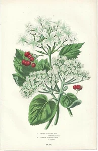 Stampa antica FIORI VIBURNO botanica di Anne Pratt 1899 Antique print - Imagen 1 de 1