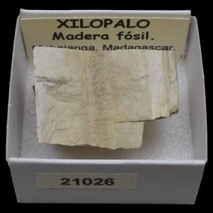 XILOPALO "Madera fosil" (Mahajanga, Madagascar) #21026 / Petrified wood - Bild 1 von 1