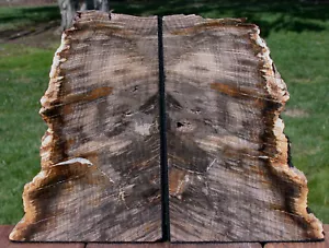 SiS: Petrified Wood Bookends - STUNNING 7" Stinking Water Oak! - Picture 1 of 2