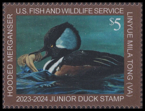 US JDS31 Junior Duck Hooded Merganser $5 single (1 stamp) MNH 2023-2024 Cover