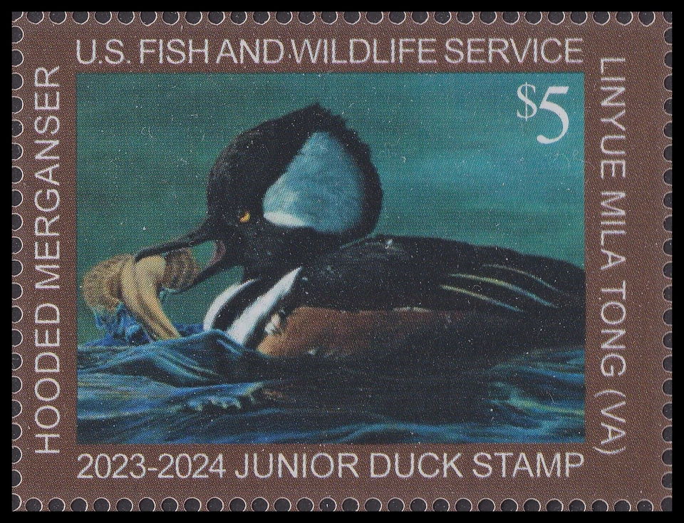 US JDS31 Junior Duck Hooded Merganser $5 single MNH 2023-2024 - Image 1 of 1