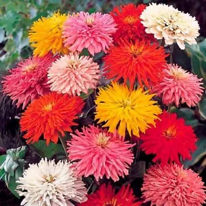 Zinnia Cactus Seeds, 500 Zinnia Cactus Mix Heirloom organic seeds -864 + TRACK № - Picture 1 of 2