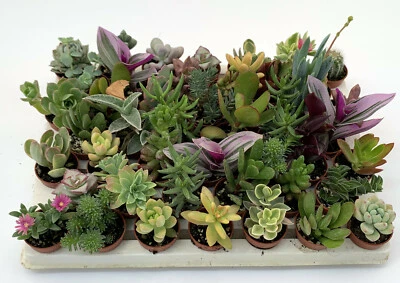 Set N. 46 piante grasse in vaso diametro cm . 3,5 , tutte senza spine . - Immagine 1 di 3