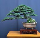 Actual plant Bonsai Ulmus Parvifolia / Ulmus Micro bonsai tree free phito