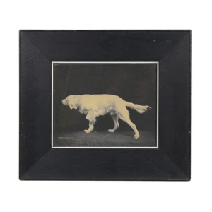 Antik 1908 Foto Golden Retriever Hund zeigt von Detroit Photographic Co - Bild 1 von 6