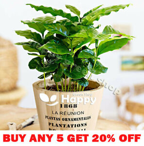 DWARF COFFEE PLANT 20 seeds - Tropical Coffee house plant - Coffea arabica nana