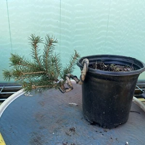 Black Hills Spruce 4 year old tree. Picea glanca var densata. mariana. - Picture 1 of 5