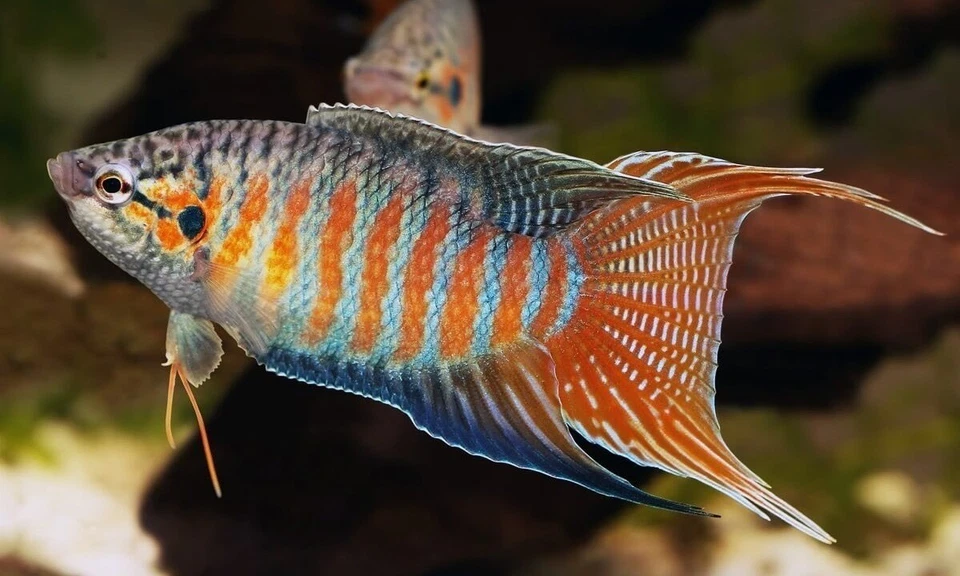 Macropodus Opercularis - Pesci - Acquario - Immagine 1 di 1